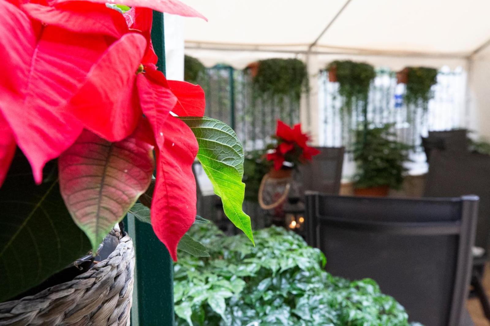 Flatinrome Trastevere Deluxe Rooms - Green Patio エクステリア 写真